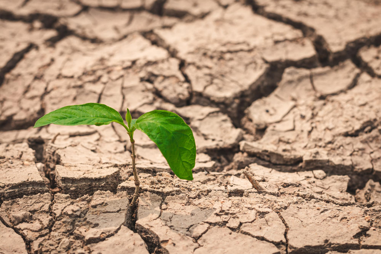 IAF-ISO-cambio-climatico